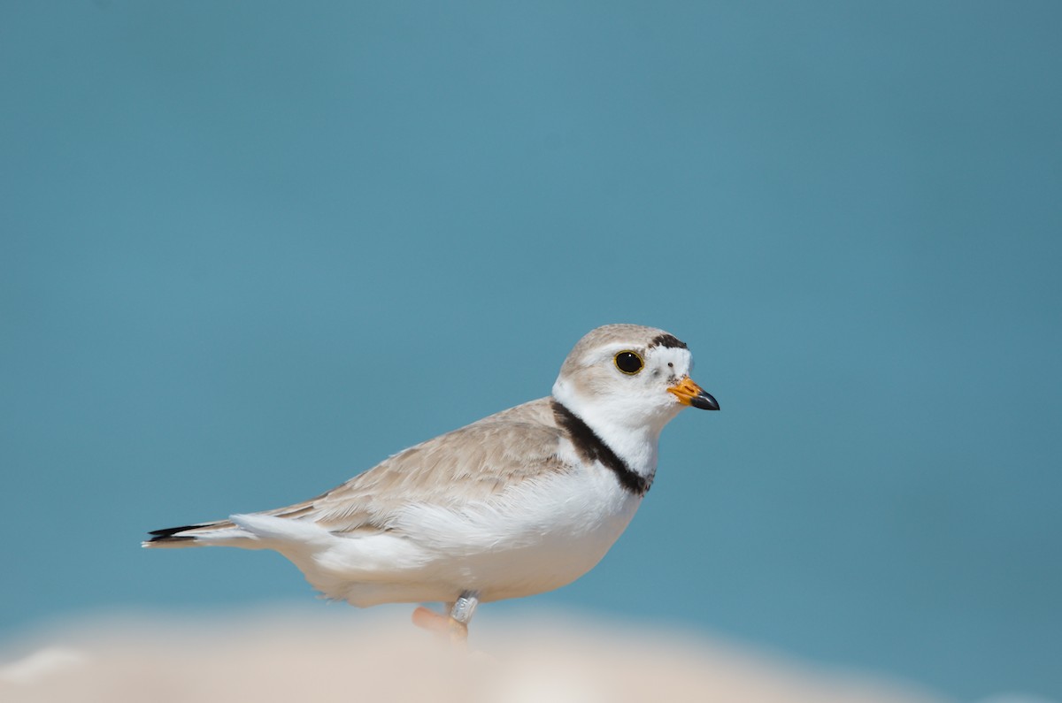 Piping Plover - ML637868806