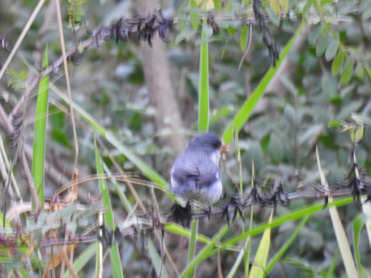White-bellied Seedeater - ML637868808