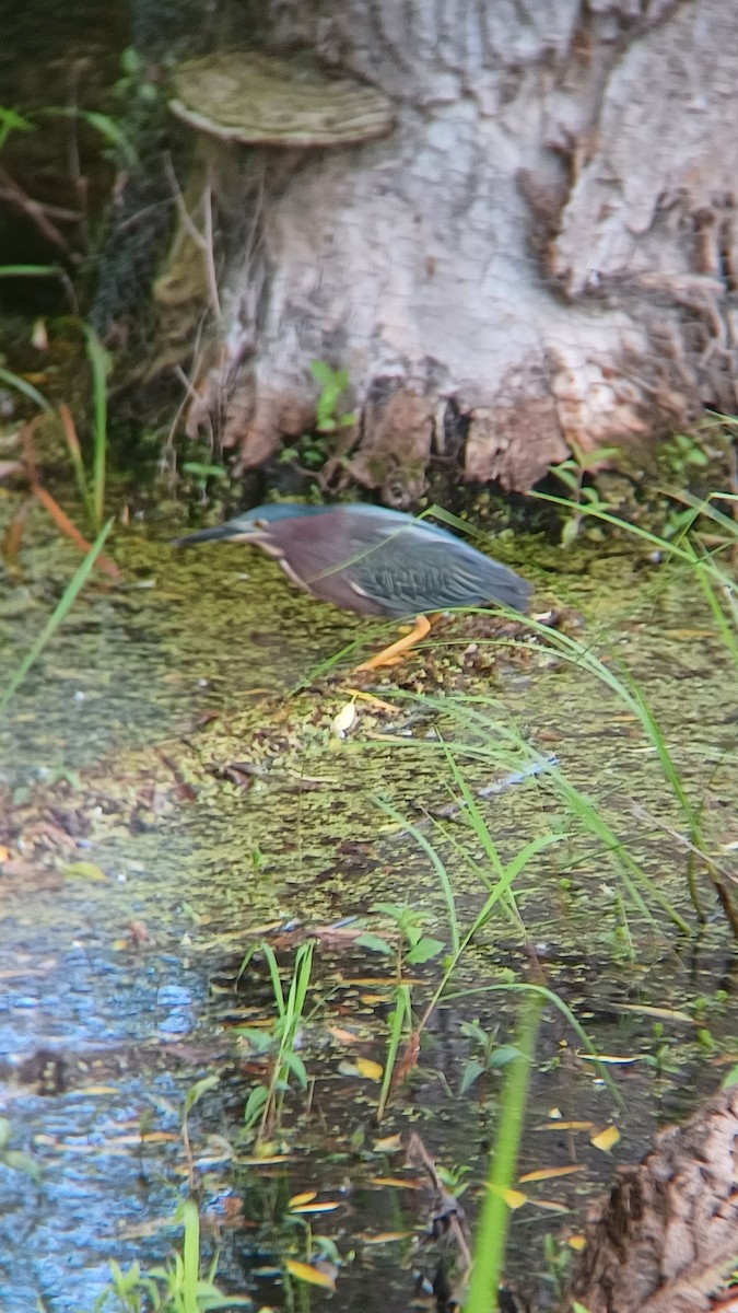 Green Heron - ML637868813