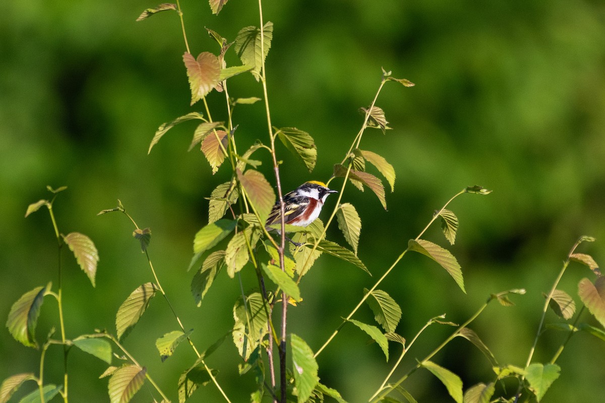 Chestnut-sided Warbler - ML637868815