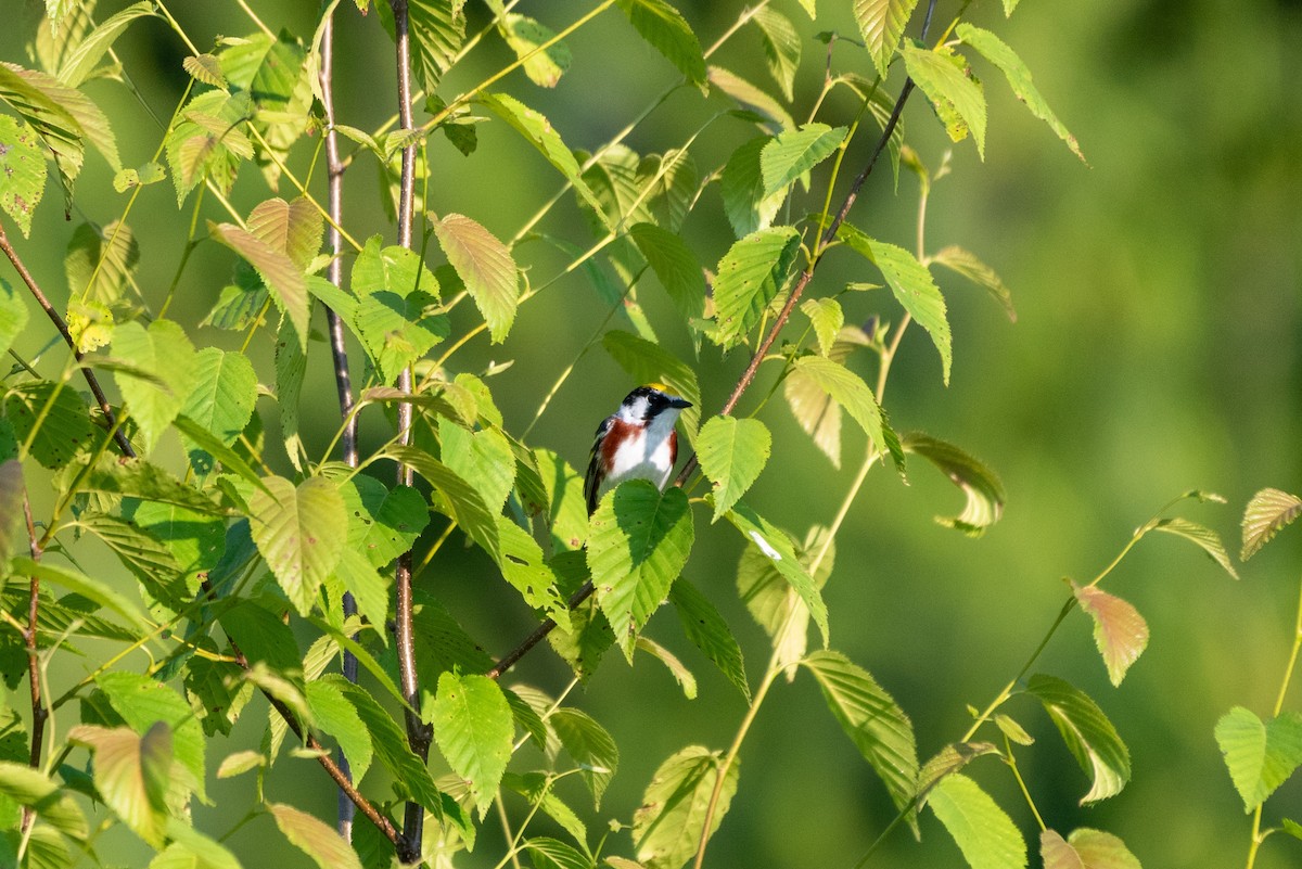 Chestnut-sided Warbler - ML637868816