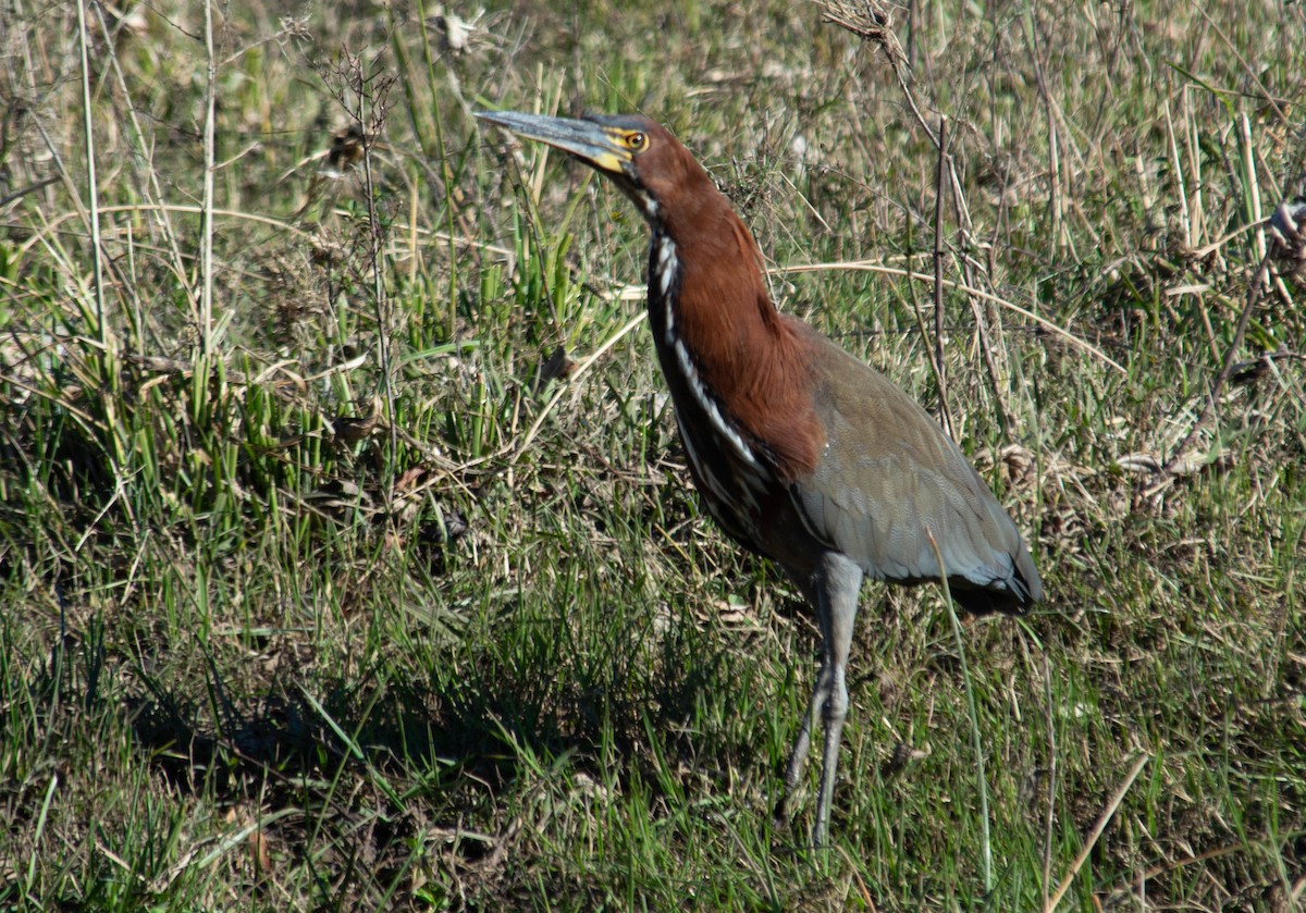 Rufescent Tiger-Heron - ML637868821