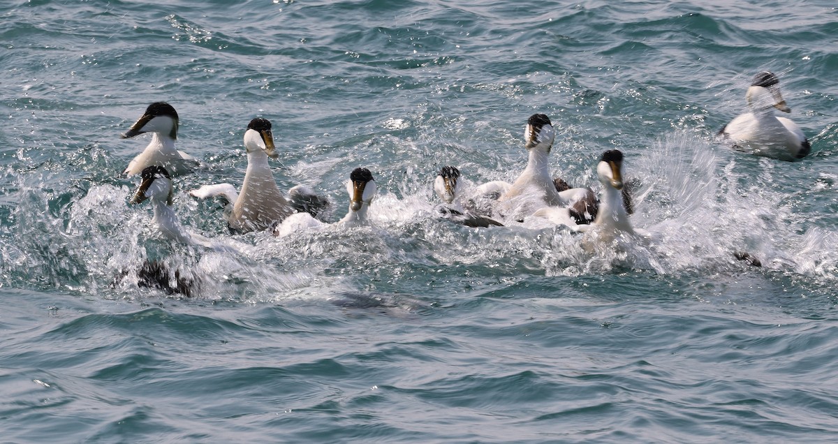 Common Eider - ML637868822