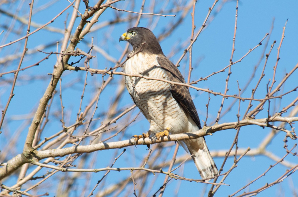 Roadside Hawk - ML637868823