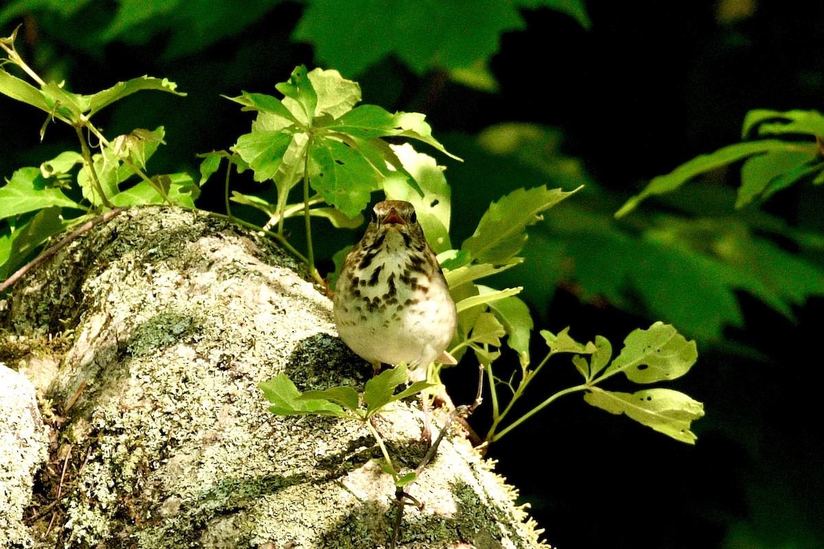 Hermit Thrush - ML637868824