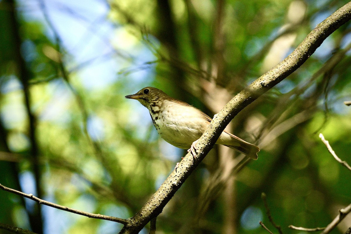 Hermit Thrush - ML637868825