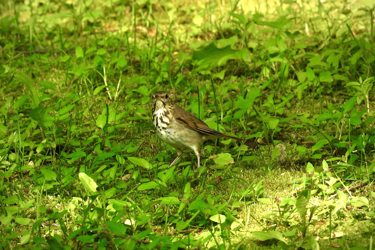 Hermit Thrush - ML637868826