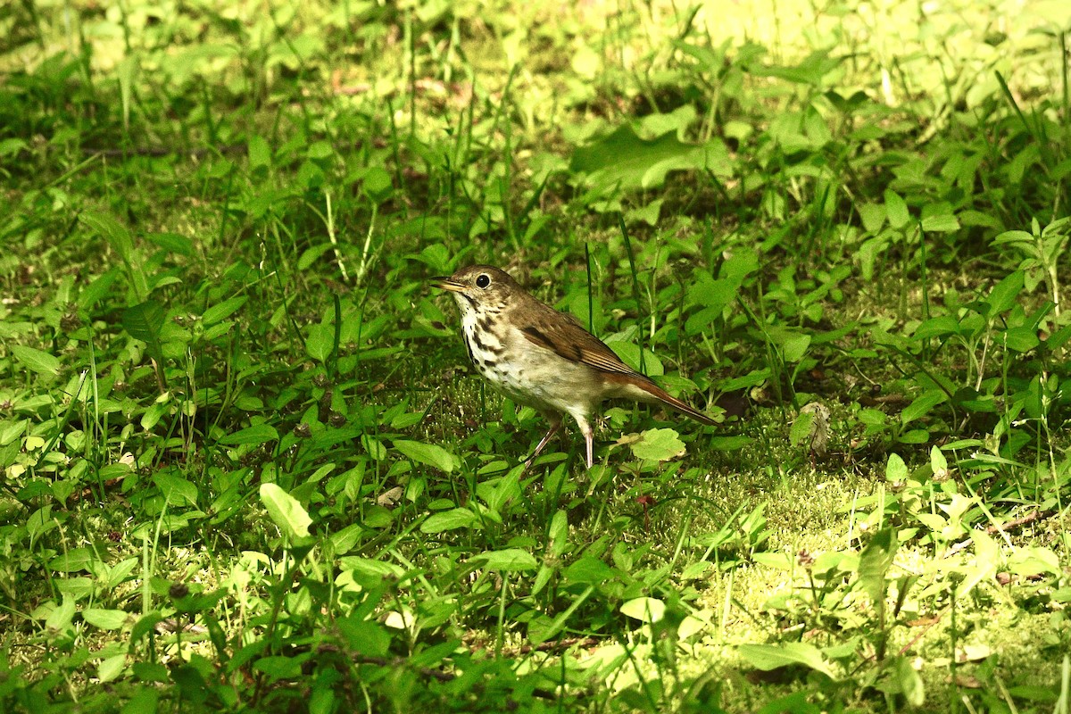 Hermit Thrush - ML637868827