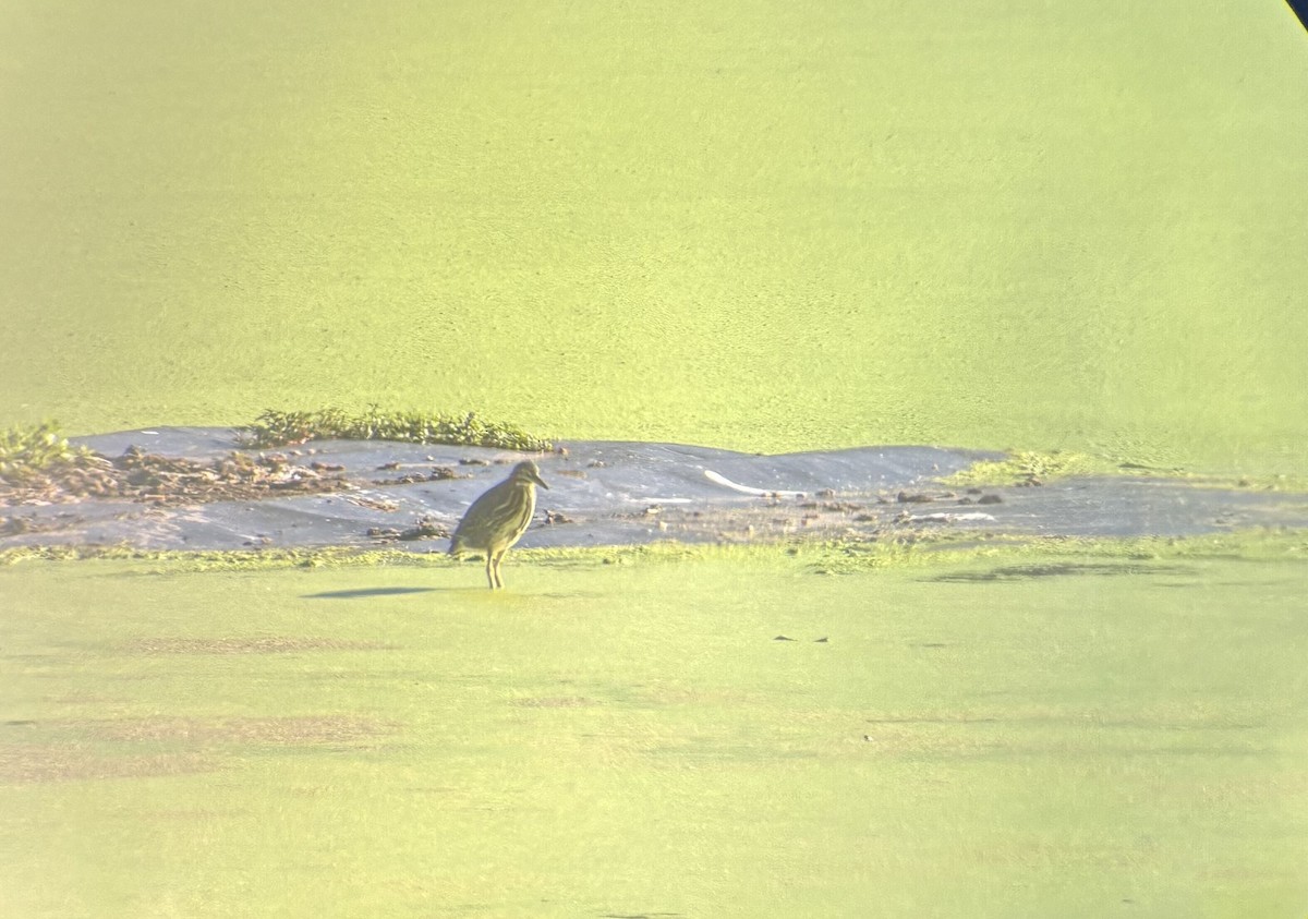 Green Heron - ML637868828