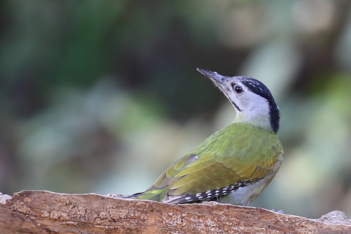 Gray-headed Woodpecker - ML637868829