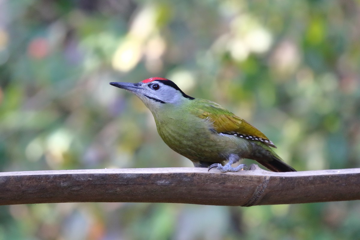 Gray-headed Woodpecker - ML637868830