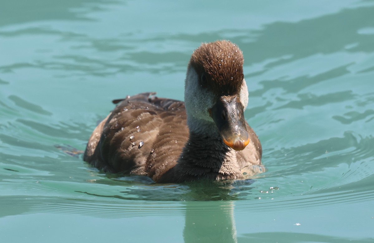 Red-crested Pochard - ML637868871