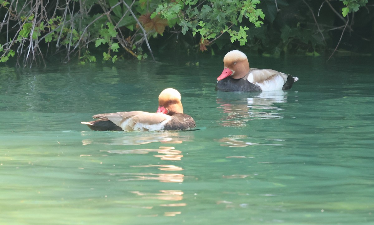 Red-crested Pochard - ML637868873