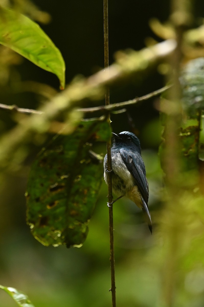 Indigo Flycatcher - ML637868874