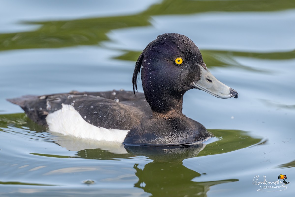 Tufted Duck - ML637868876