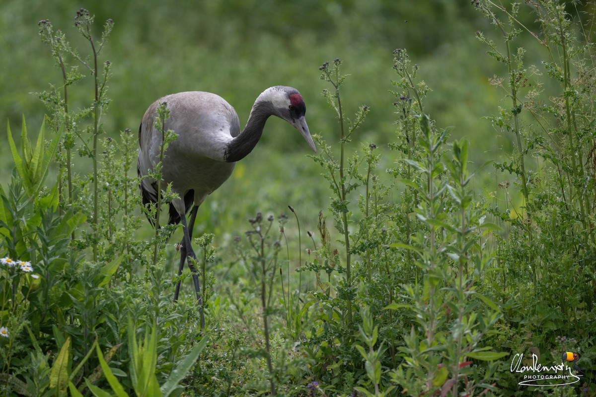 Common Crane - ML637868879