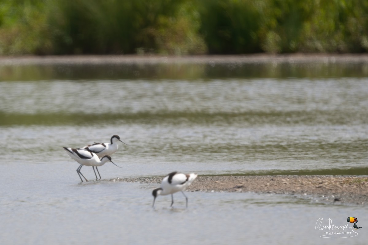 Pied Avocet - ML637868884