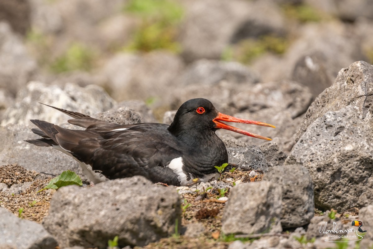 Eurasian Oystercatcher - ML637868885