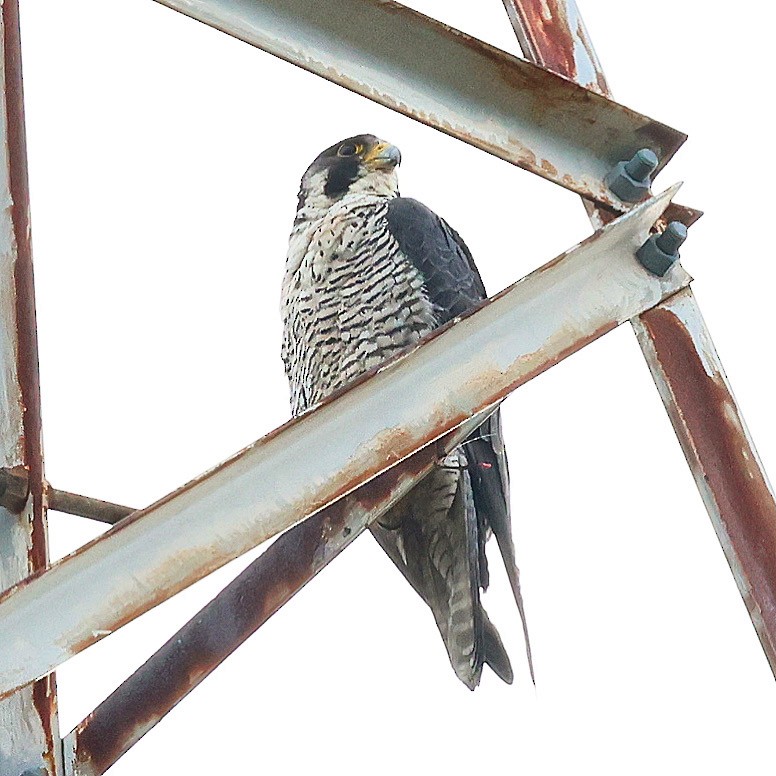 Peregrine Falcon - ML637868886