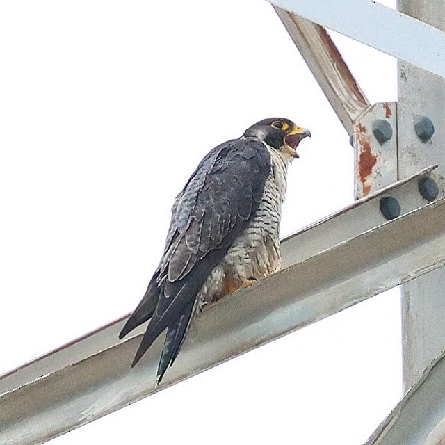 Peregrine Falcon - ML637868887