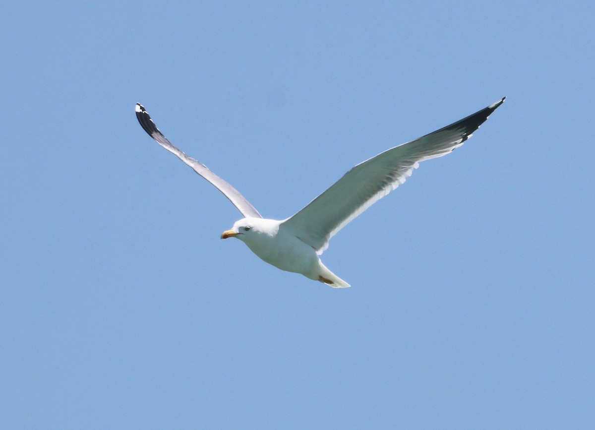 Yellow-legged Gull - ML637868888