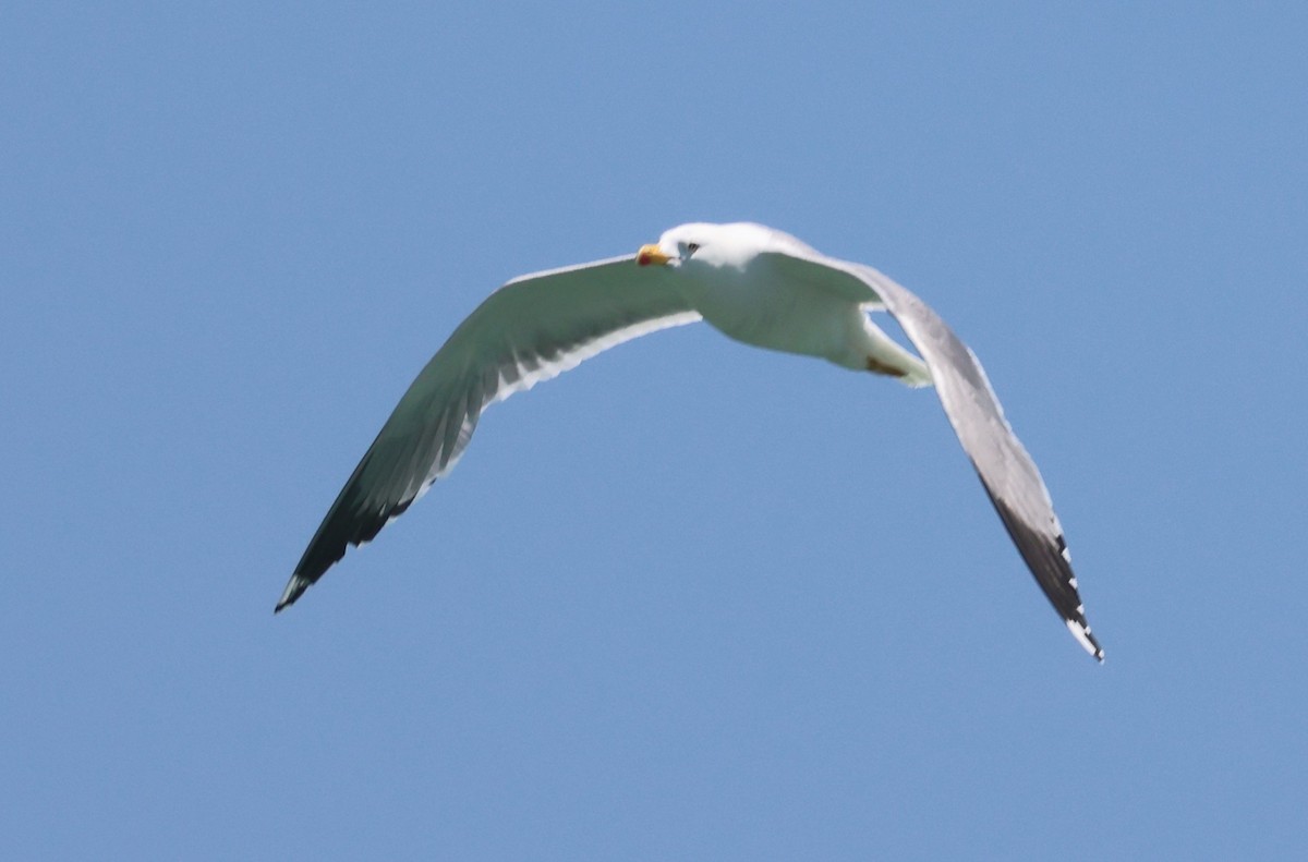 Yellow-legged Gull - ML637868889