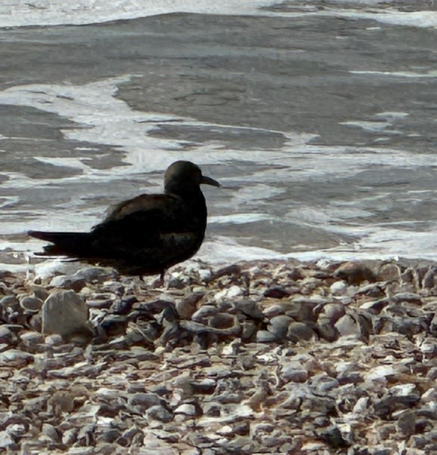 Brown Noddy - ML637868890