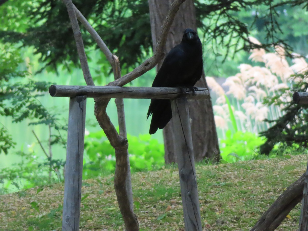 Large-billed Crow - ML637868891