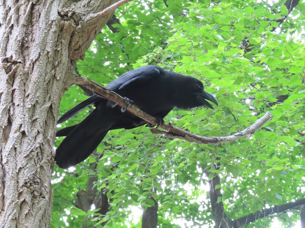 Large-billed Crow - ML637868892