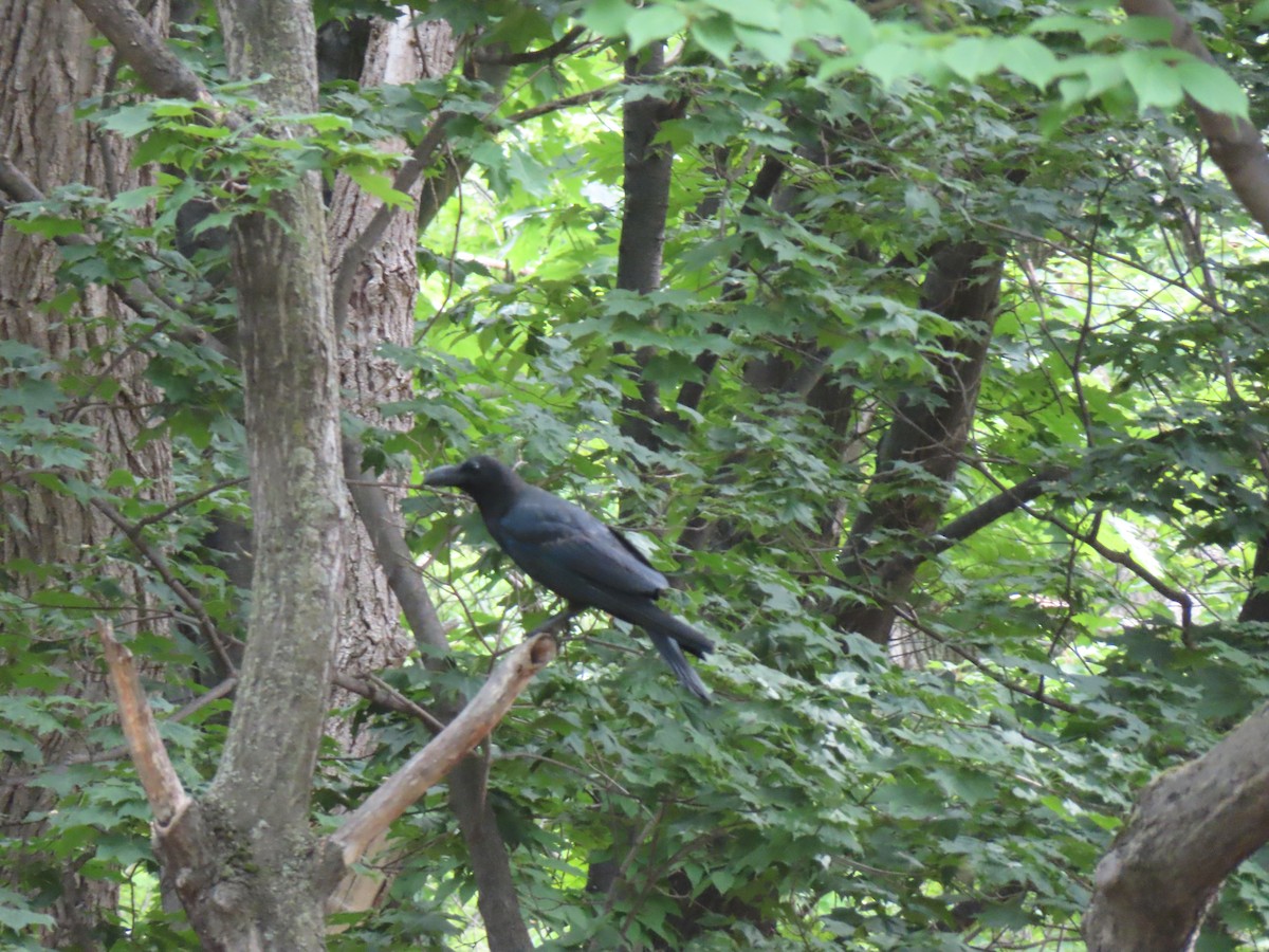 Large-billed Crow - ML637868893