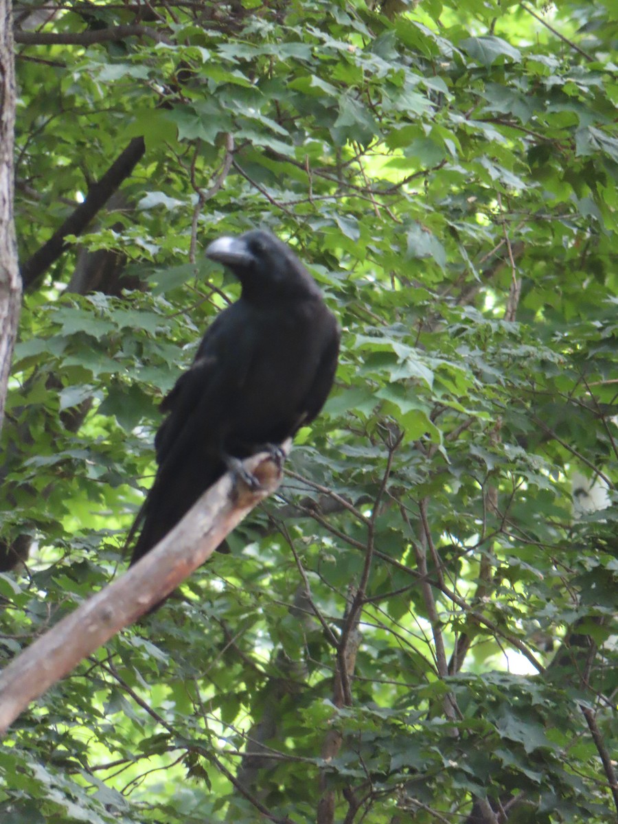 Large-billed Crow - ML637868895