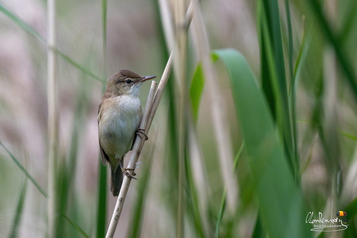 Common Reed Warbler - ML637868896