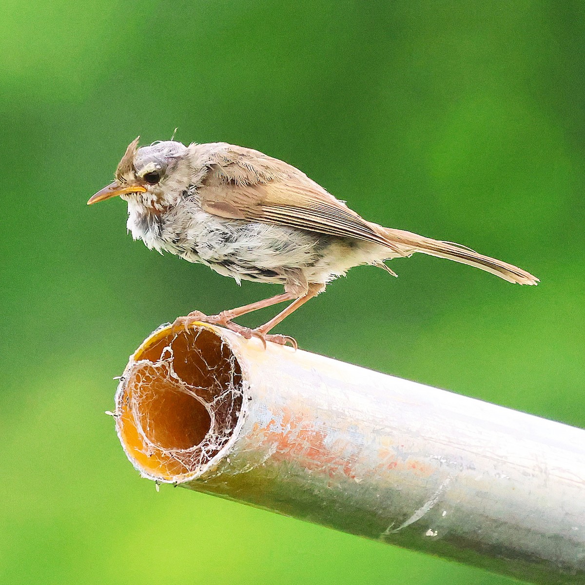 Japanese Bush Warbler - ML637868897