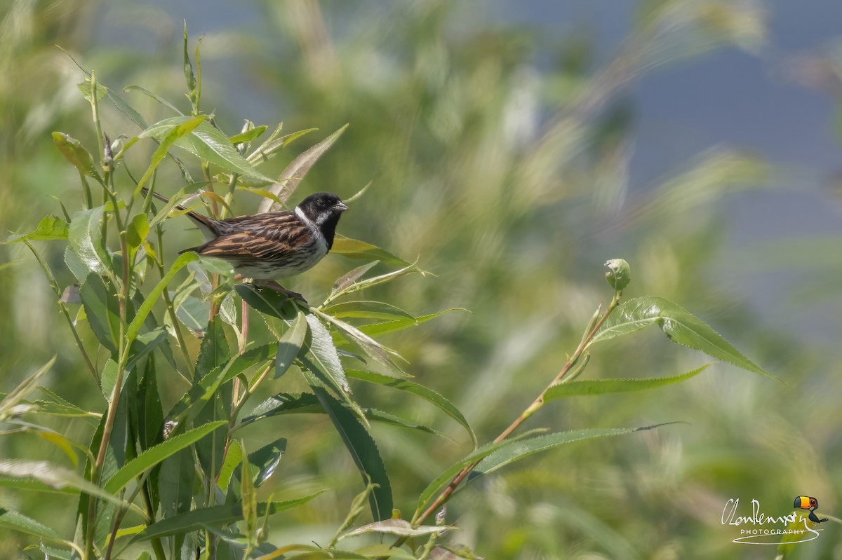 Reed Bunting - ML637868898
