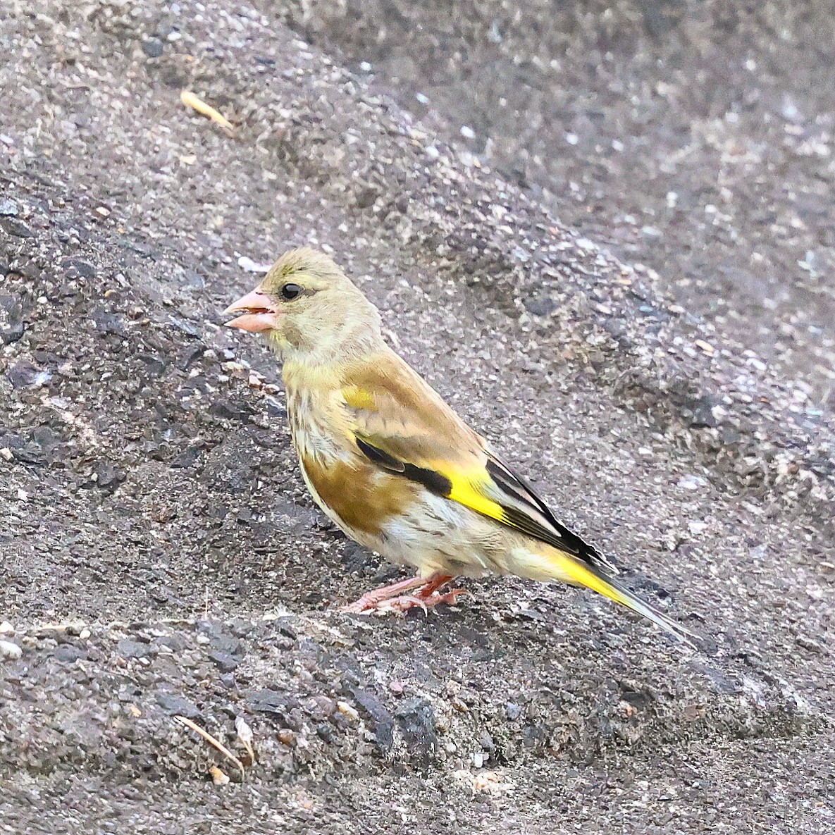 Oriental Greenfinch - ML637868899