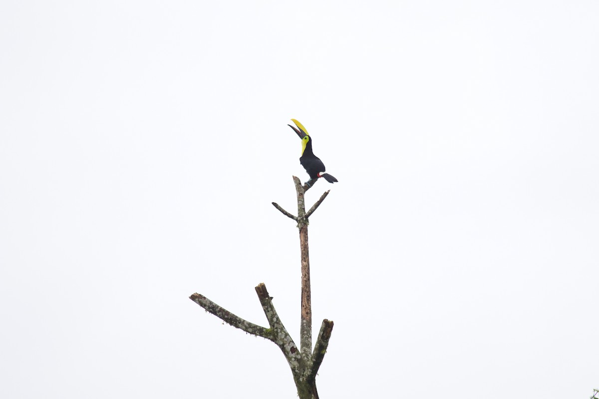 Choco Toucan - ML637868902