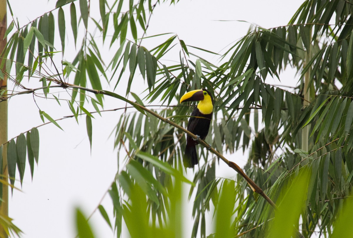 Yellow-throated Toucan - ML637868905