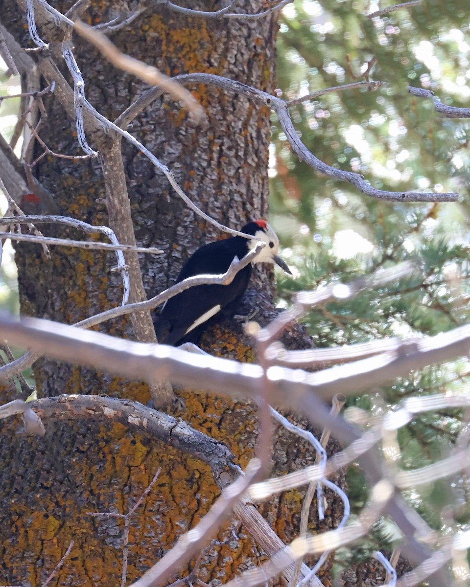 White-headed Woodpecker - ML637868910