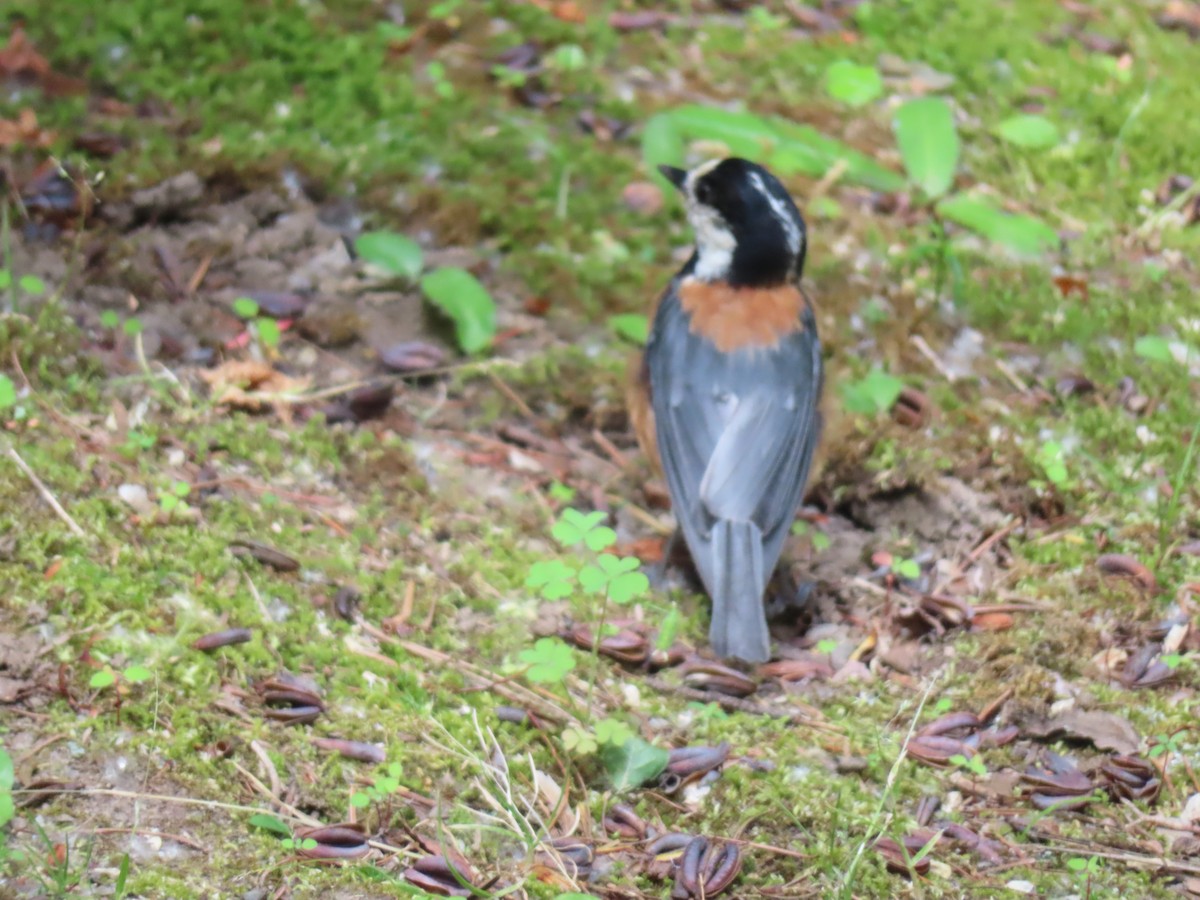 Varied Tit - ML637868911