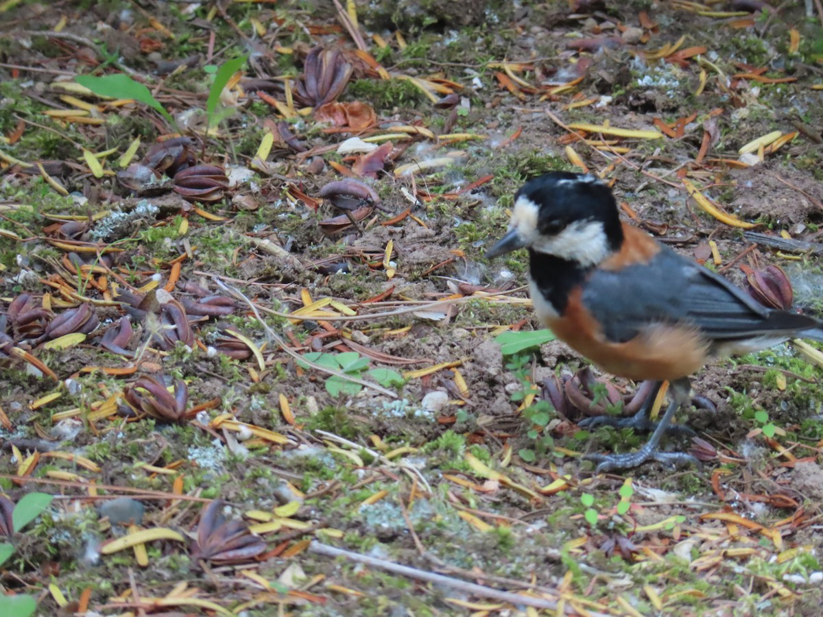 Varied Tit - ML637868912