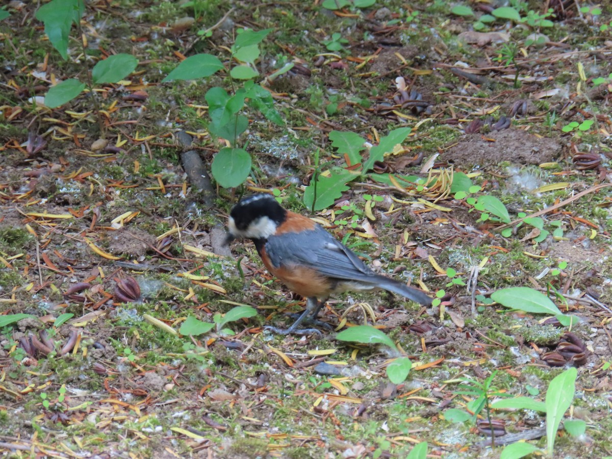 Varied Tit - ML637868913