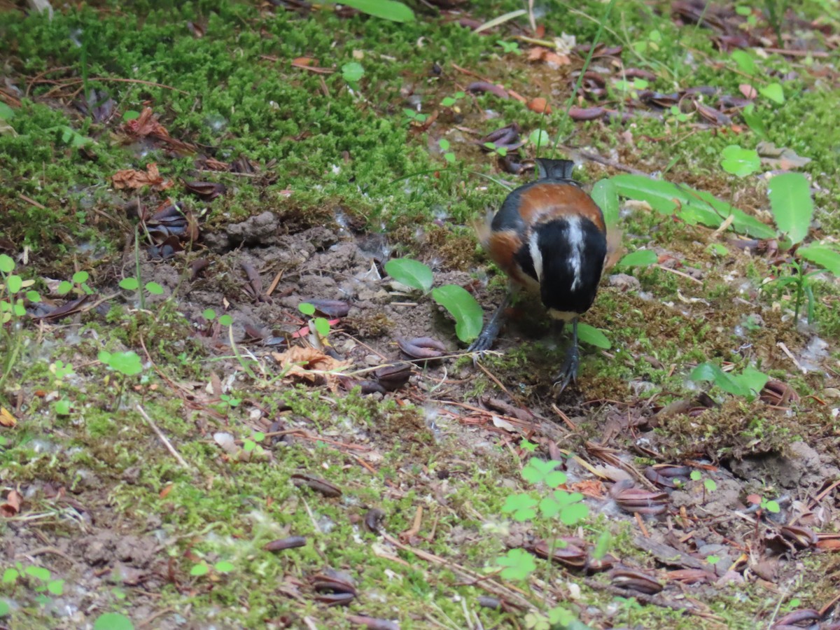 Varied Tit - ML637868914