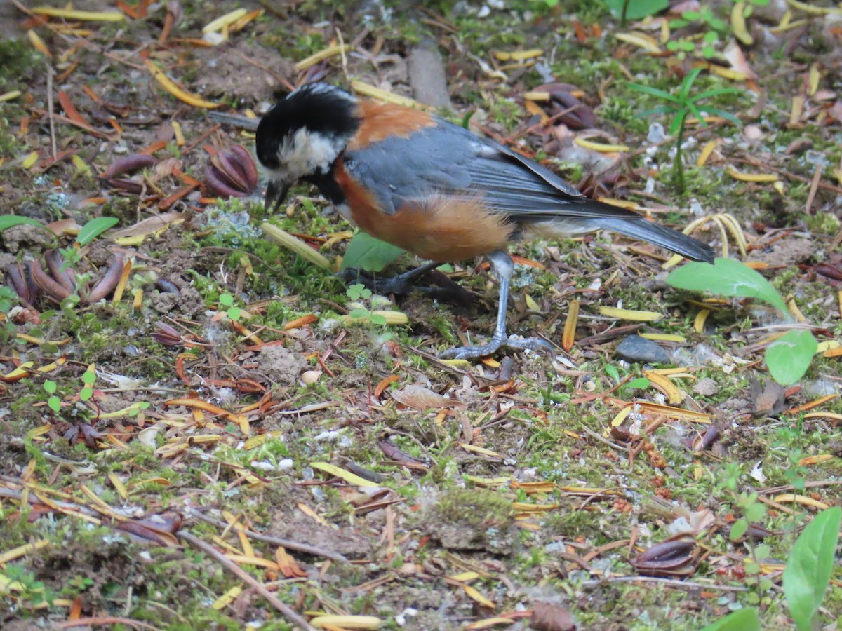 Varied Tit - ML637868915