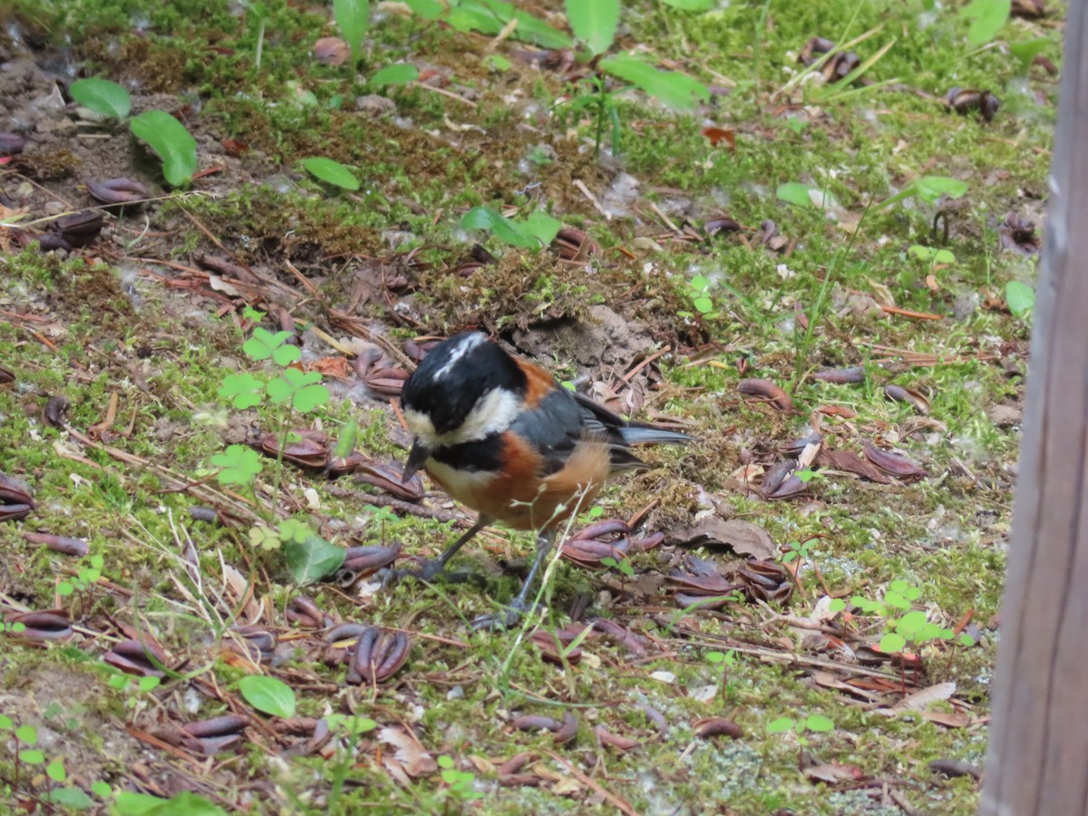 Varied Tit - ML637868916