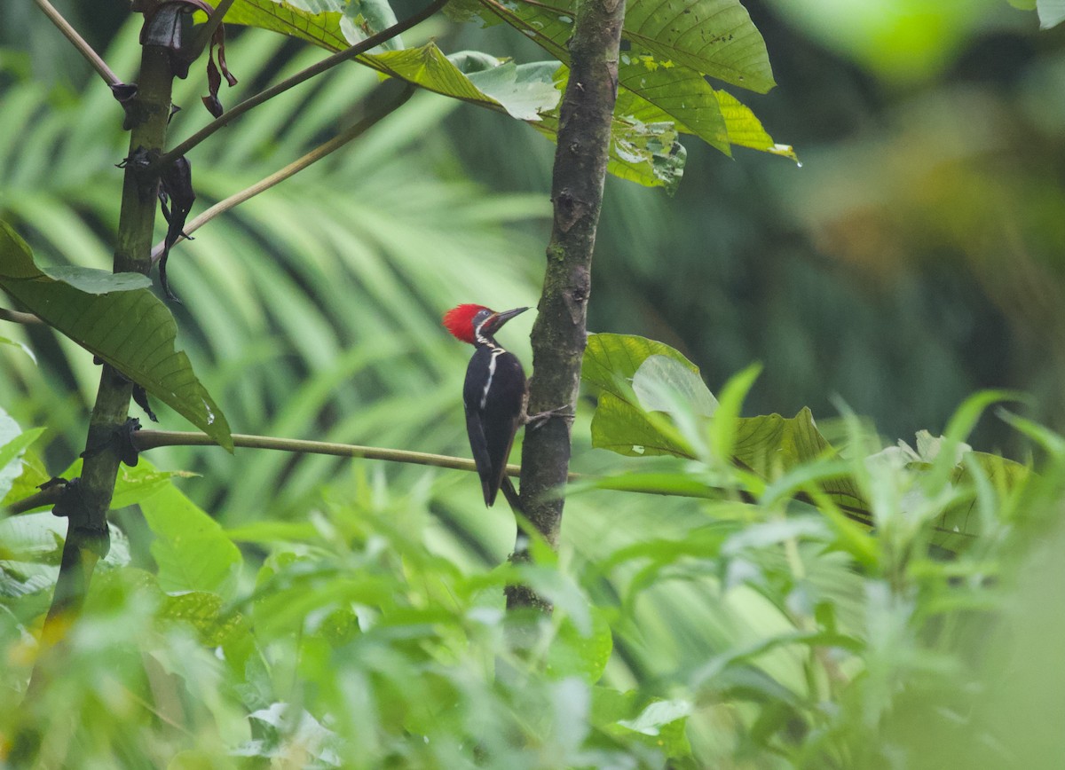 Lineated Woodpecker - ML637868917