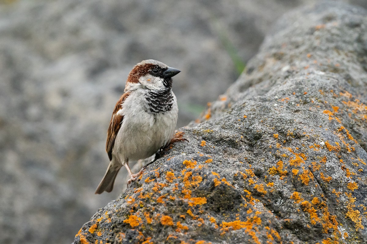 House Sparrow (Gray-cheeked) - ML637868924
