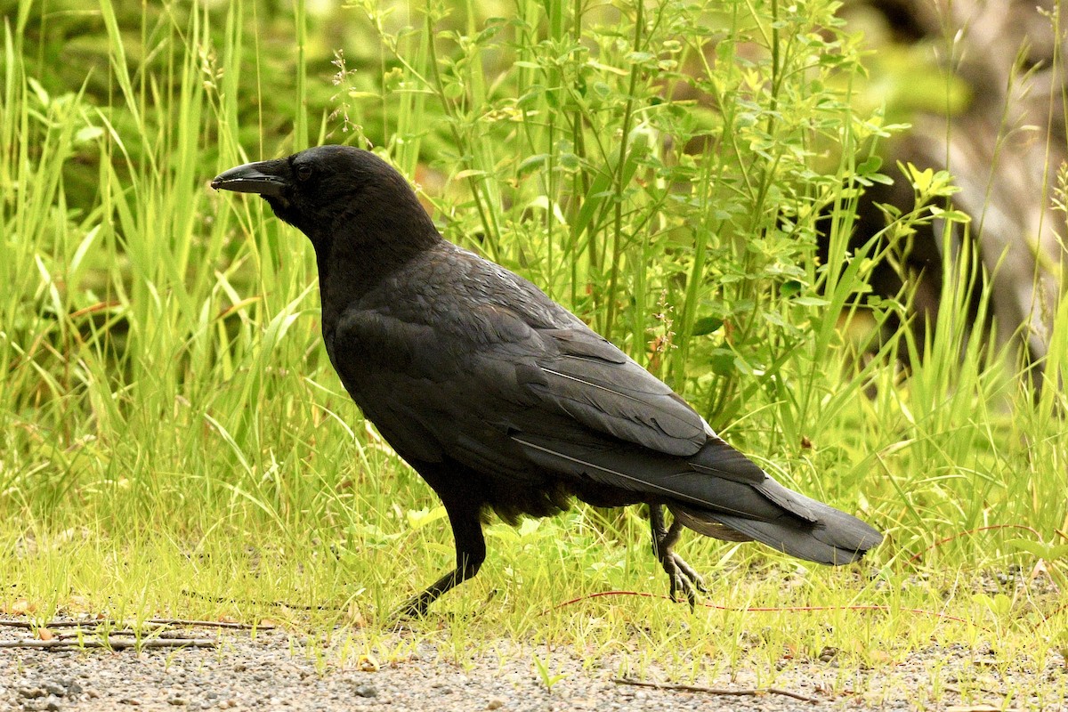 American Crow - ML637868926