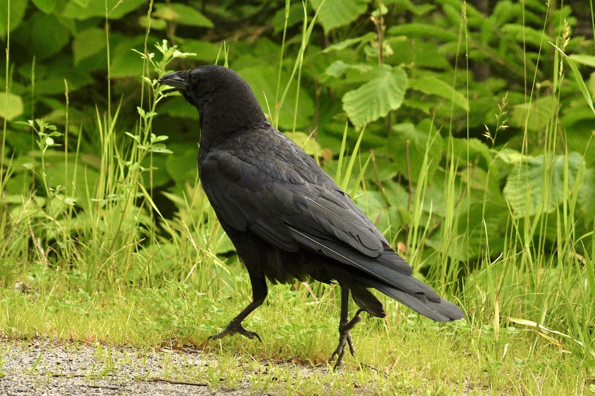American Crow - ML637868927