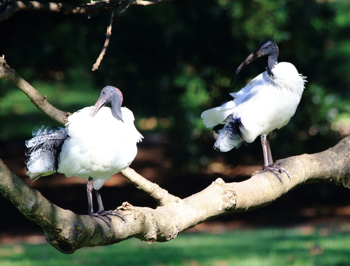 Australian Ibis - ML637868928