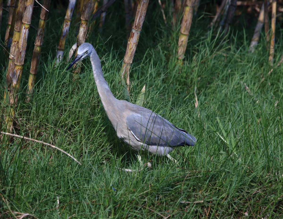 White-faced Heron - ML637868931
